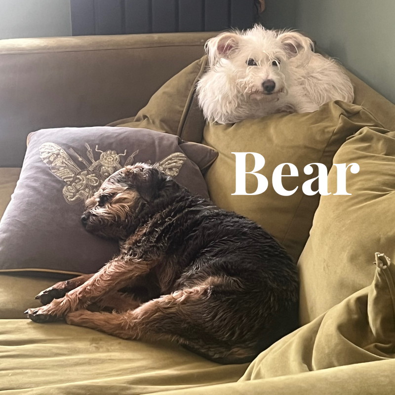 photo of bear the dog 
